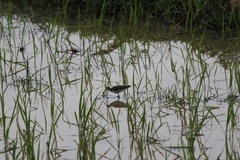 Himantopus mexicanus