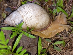 Megalobulimus