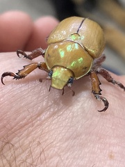 Anoplognathus montanus