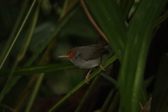 Orthotomus ruficeps