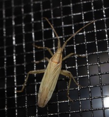 Stenodema trispinosum