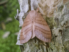 Kunugia ferox
