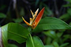 Heliconia psittacorum