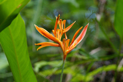 Heliconia psittacorum