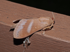 Kunugia austroplacida