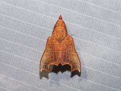 Hallicarnia albipectus