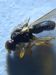 Diptera
