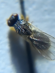 Diptera