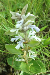 Ajuga ophrydis