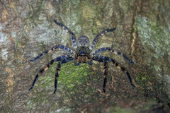 Heteropoda lunula