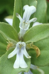 Ajuga ophrydis
