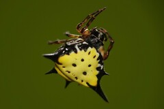 Macracantha hasselti