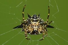 Macracantha hasselti