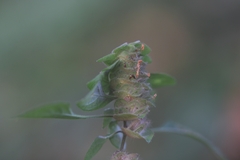 Phaulopsis imbricata