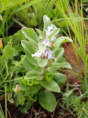 Ajuga ophrydis