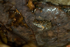 Limnonectes gyldenstolpei