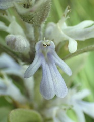 Ajuga ophrydis
