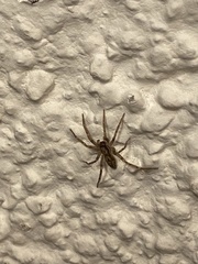 Liocranum rupicola