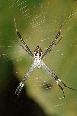 Argiope dang