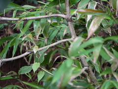 Psydrax umbellata