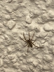 Liocranum rupicola