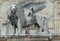 Columba livia domestica