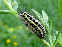 Zygaena filipendulae