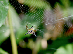 Macracantha hasselti