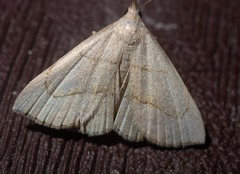 Macrochilo litophora