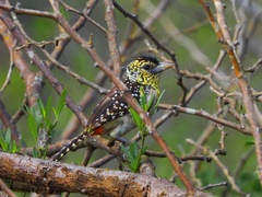 Trachyphonus darnaudii