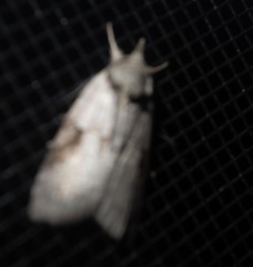 Nycteola