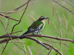 Chrysococcyx caprius