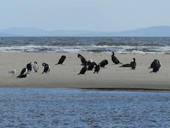 Phalacrocorax fuscescens