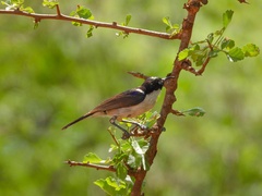 Anthreptes orientalis