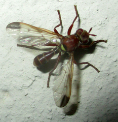 Pyrgotidae