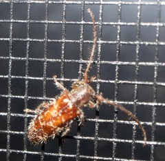 Eupogonius tomentosus