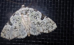 Leuconycta diphteroides