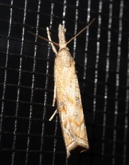 Neodactria luteolellus