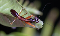 Odontomantis