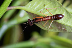 Odontomantis