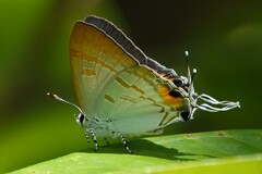 Hypolycaena thecloides
