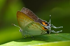 Hypolycaena thecloides