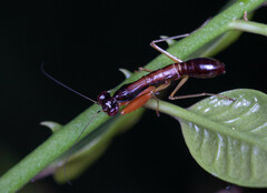 Odontomantis