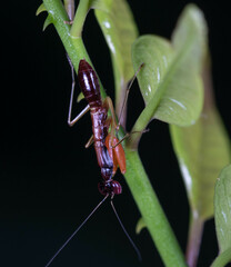 Odontomantis