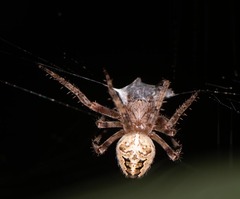 Araneus nordmanni