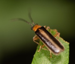 Rhagonycha
