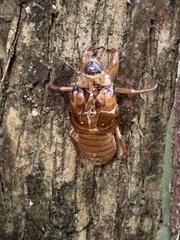 Huechys sanguinea