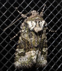 Lacinipolia olivacea