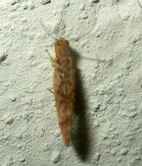 Mucroberotha vesicaria