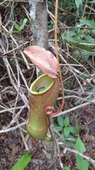 Nepenthes distillatoria